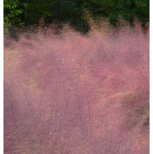 【花苗】ミューレンベルゲア カピラリス 9cmロングポット 1苗の画像