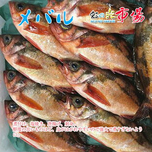旬の魚 メバル 500g 赤目張 アカメバル 海水魚 煮付け 塩焼き 唐揚げ 刺身の画像