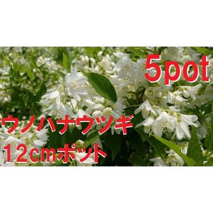 ウノハナウツギ 5ポットセット 卯の花空木 白い純白の花 苗 ガーデニング 寄せ植えの画像