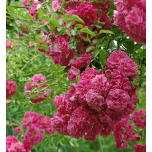 ドロシー・パーキンス（大苗） 7号鉢植え つるバラ  オールドローズ（アンティークローズ） バラ苗の画像