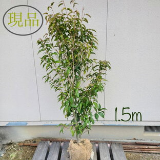 【常緑樹:常緑ヒトツバカエデ 単木 根巻 1.5m】常緑中高木 現品の画像
