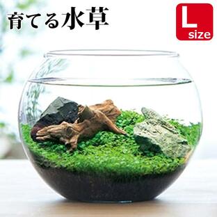 送料無料 育てる 水草 Lサイズ GD-813 栽培セット キット ガラス鉢 アクアリウム 水槽 プレゼント ギフト 贈り物 母の日 父の日 敬老の日 観葉植物 コケ 箱庭の画像