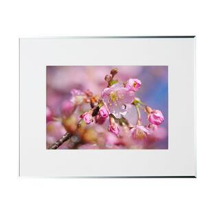 春の写真 キラキラ雨上がりの河津桜FF167S 季節の額装写真 裏打ち加工 ピクトマッチの画像