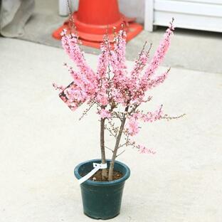 枝を覆うピンク色の花が春を彩ります 庭木：庭梅（ニワウメ）* にわうめ ポットの画像