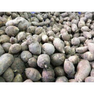 予約販売！11月より！種芋です！長野産 アピオス(ほど芋） 約300gの画像