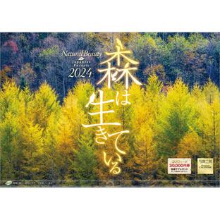 『森は生きている』 2024年カレンダー 壁掛け 【420×297mm 透明ホルダー付】 風景 YC-19の画像
