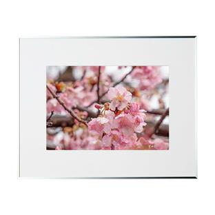 春の写真 雨上がり河津桜FF166S 季節の額装写真 裏打ち加工 ピクトマッチの画像