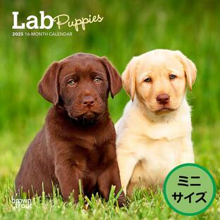 【輸入版】2025年 子犬のラブラドール・レトリバー ミニ カレンダー / ブラウントラウト (Lab Puppies Calendar)の画像