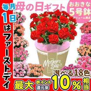 母の日 プレゼント 花 ギフト 花鉢 カーネーション 5号 鉢植え 鉢花 2024 送料無料 定番 赤 ピンク 生花の画像