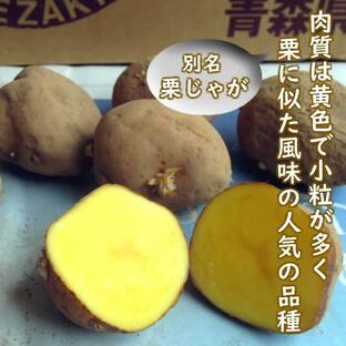 野菜・種/苗 春じゃがいも種芋 インカのめざめ 馬鈴薯種芋 1kgの画像
