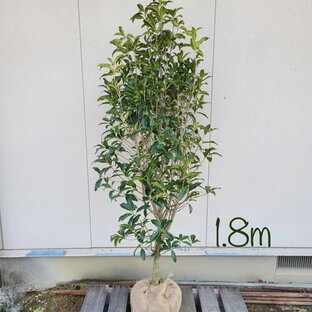 【常緑樹:キンモクセイ 単木 根巻 1.8m】常葉高木 現品の画像
