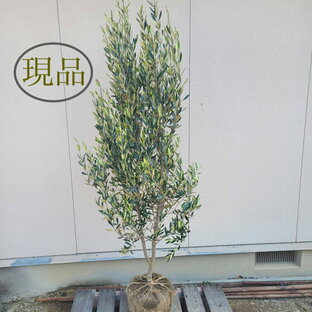 【常緑樹:オリーブ ヒナカゼ 1 単木 根巻 1.8m】 常緑高木 現品の画像