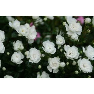 雪あかり（大苗）7号鉢植え つるバラ 白花 バラ苗 《契約品種》の画像