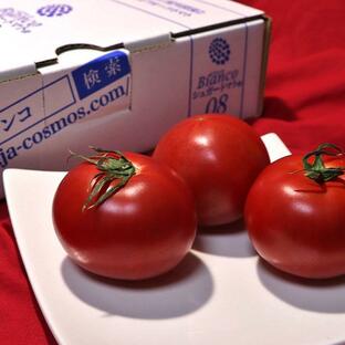 シュガートマト Bianco 高糖度フルーツトマト 約800g 2S〜Lサイズ 高知県産 贈答規格 糖度8度保証のブランド野菜！の画像