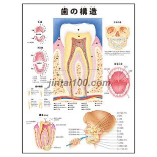 「歯の構造」医学ポスター ポスターB3サイズ 人体解剖学図ポスター 医学チャートの画像