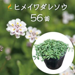 ヒメイワダレソウ リピア ポット苗(白系)56個 庭 姫岩垂草 リピア グランドカバー 雑草対策 苗 種の画像