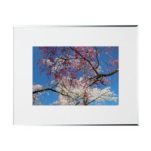 春の写真 紅白・見上げる FF181S 季節の額装写真 裏打ち加工 ピクトマッチの画像