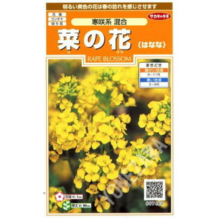 【菜の花（花菜）】寒咲系 混合【サカタのタネ】（1ml）【耐寒性一年草】[秋まき]907460の画像