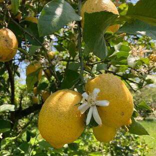 果物 香酸柑橘(ライム・レモン等) 無農薬・レモン 産地直送の画像