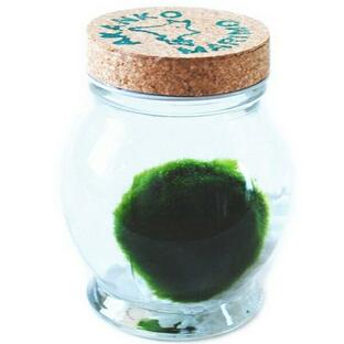 天然まりも（外国産） １個入り 水草 マリモ育て方の説明書付き アクアリウム インテリア 毬藻 人気 ガラス瓶 グリーン 緑の画像