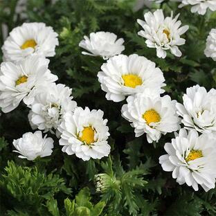 草花の苗/八重咲きノースポール・雪の華3.5号ポットの画像