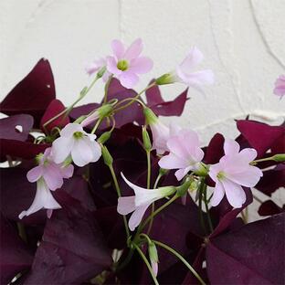 草花の苗/オキザリス トリアングラリス紫の舞3.5号ポットの画像
