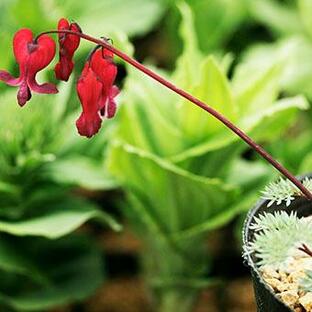 四季咲きコマクサ「烈火」3.5寸ポット苗の画像