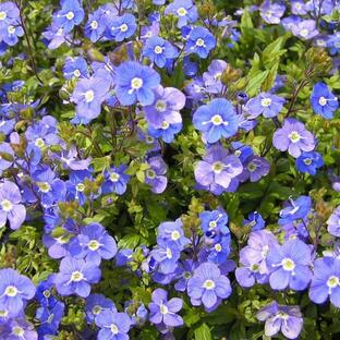 ブルーの小花いっぱい！ベロニカ ジョージアブルー 苗 9センチポットの画像