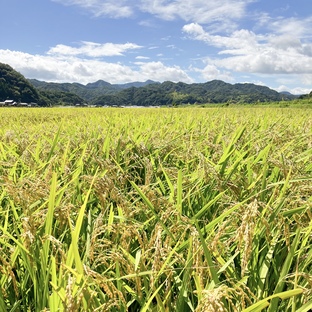 【産直通販】京都丹後産 コシヒカリ 白米／生産者名：カメダ（米・穀類 > お米）／産地：京都府｜産地直送のお取り寄せ/通販 食べチョクの画像