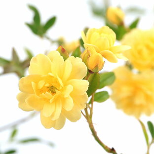 （観葉植物）モッコウバラ（木香薔薇）黄花八重咲モッコウバラ 3．5～4号（1ポット）の画像
