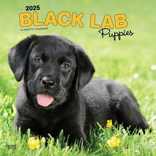 【輸入版】2025年 子犬のブラック・ラブラドール・レトリバー カレンダー / ブラウントラウト (Labrador Retriever Puppies, Black Calendar)の画像