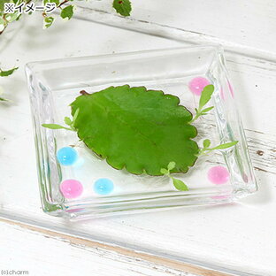（観葉植物）私の小さなアクアリウム 角皿 ～マザーリーフ～（1セット）インテリア おしゃれの画像