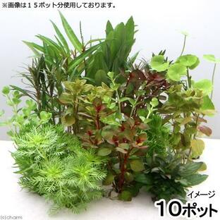 （水草）おまかせ水草ミニポット １０ポットセット（水上葉）（無農薬）の画像