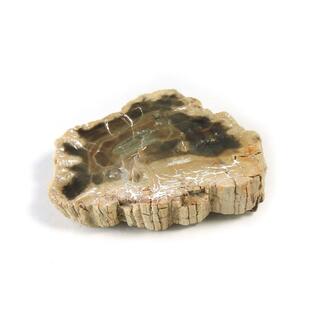 ペトリファイドウッド 原石 産地 マダガスカル 珪化木 化石木 ウッドストーン シリリファイドウッド 天然石 鉱物 1点もの 現品撮影 WOP-159の画像