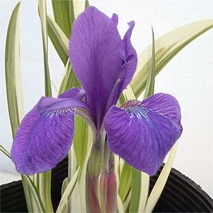 草花の苗/アヤメ：斑入り葉紫花4号ポットの画像
