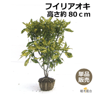 【単品販売】アオキ 斑入葉 高さ約80cm 根巻苗 常緑低木 北向き、日陰おしゃれな庭に 人気の 植木 庭木 ガーデニング 植木組合より産地直送 植木生産組合直営 フイリアオキ 青木の画像