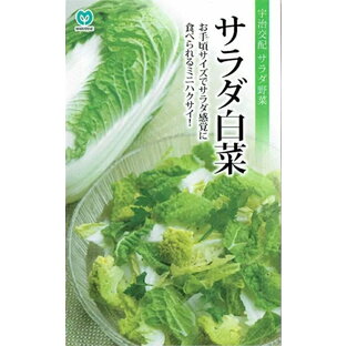 【種子】サラダ白菜 ミニ頼黄50 丸種のタネの画像