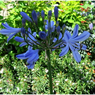 アガパンサス サマーラブ ブルー（青花種）6号苗(k06)の画像