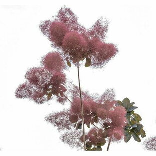スモークツリー グレース 3.5号ポット 挿し木苗 苗木 煙の木 切り花 ドライフラワー シンボルツリーの画像