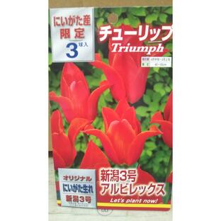 新潟産 限定 オリジナル チューリップ 新潟３号 アルビレックス １袋 球根 郵便は送料無料の画像