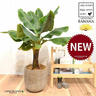 バナナ（ドワーフモンキー） デザインの良い テラコッタ鉢 【ココファイバー・受皿】 モンキーバナナ ドワーフバナナ バナナの木 Bananaの画像