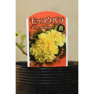 八重咲き モッコウバラ 黄花 3.5号ポット 花木の画像