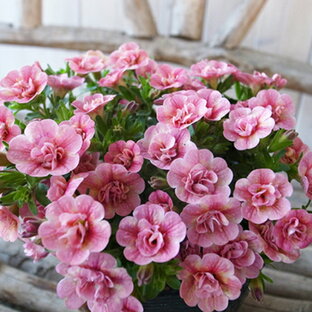 カリブラコア ティフォシー ダブル ピーチイエロー 3.5号苗 ピンク 花芽付 植物 販売 ガーデン ガーデニング ペチュニア 八重咲きの画像