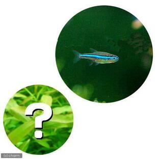 （熱帯魚）（水草）グリーンネオンテトラ（２０匹）＋おまかせ有茎草（６） 北海道・九州航空便要保温の画像