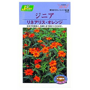 カネコ種苗 草花タネ256 ジニア リネアリスオレンジ 10袋セットの画像