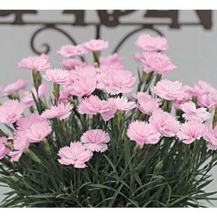 四季咲きナデシコ ピンクパフューム ポット苗 2株（1600円のところ、880円にて）の画像