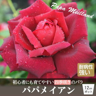 【予約】 バラ 苗 パパメイアン 育てやすい 初心者 四季咲き 12cmポット 2年生大苗 大輪 赤 レッド WFRS殿堂 薔薇 PapaMeilland 【11月中旬より順次発送】の画像