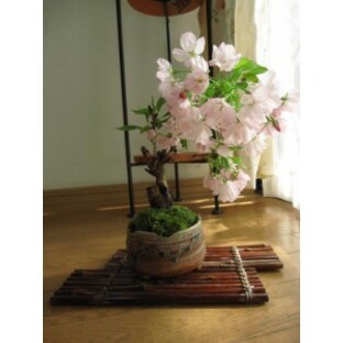 ミニ八重桜盆栽 小さいからベランダでも育てる事ができる 楽しい ミニ桜盆栽（茶小凹）の画像