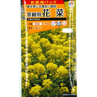 【菜の花（景観用花菜）】京都伏見寒咲花菜【タキイ種苗】（20ml）【耐寒性一年草】[秋まき]FNA110の画像