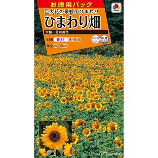 【種子】ひまわり畑 大輪一重黄色 お徳用パック タキイ種苗のタネの画像